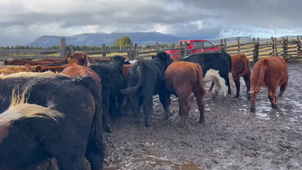Lote 50 Ternero en XI Región Aysén, Coyhaique