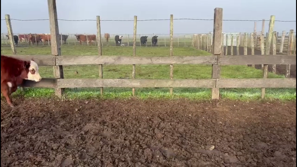 Lote TERNEROS Y TERNERAS