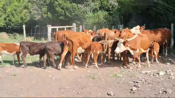 Lote 24 Piezas de cría Hereford y Cruza en Ruta 23 Km 120