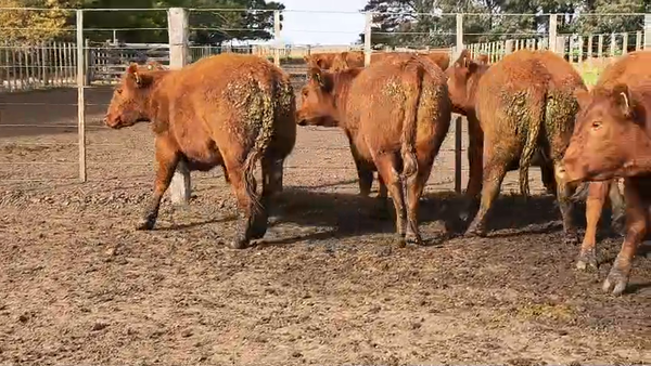Lote Vaquillonas PP a Corral - Don Pedro de Gundesen
