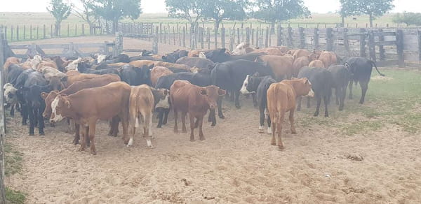 Lote 70 Novillitos en Esquina, Corrientes