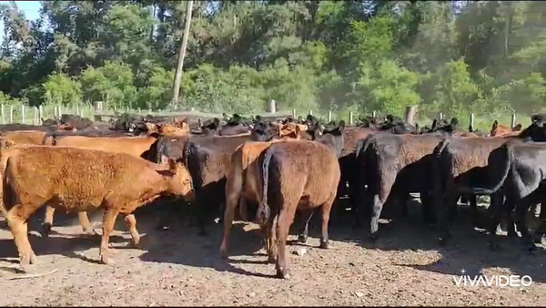 Lote 60 Terneras en Brandsen, Buenos Aires