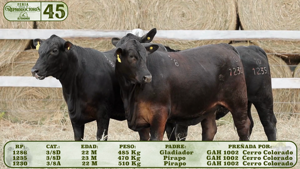 Lote LOTE 45