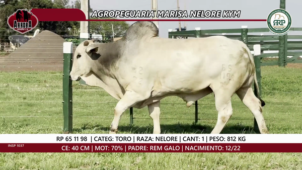 Lote TORO