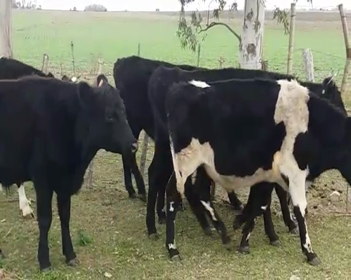 Lote (Vendido)6 Novillos 2HO - 4HO/ AA    340kg -  en PALO SOLO