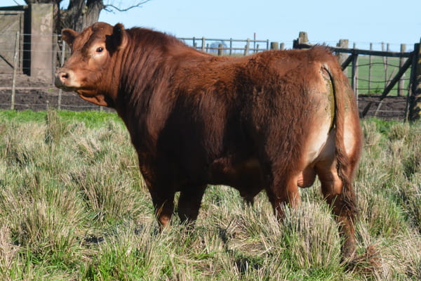 442 — Toros PC