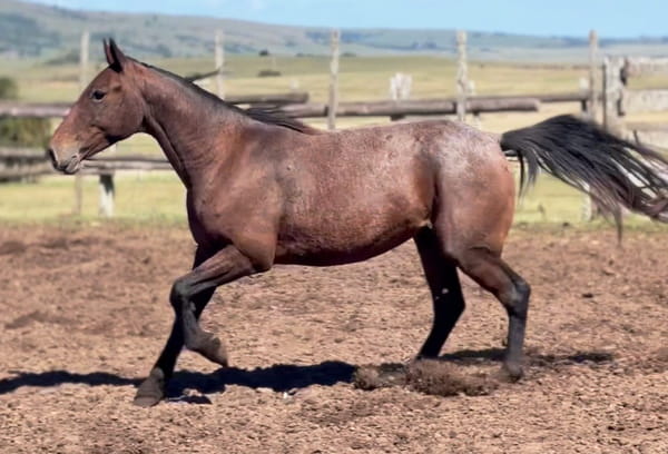 Lote CAPRICHOSO DEL CEIBAL