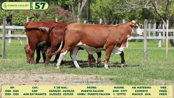Lote LOTE 57