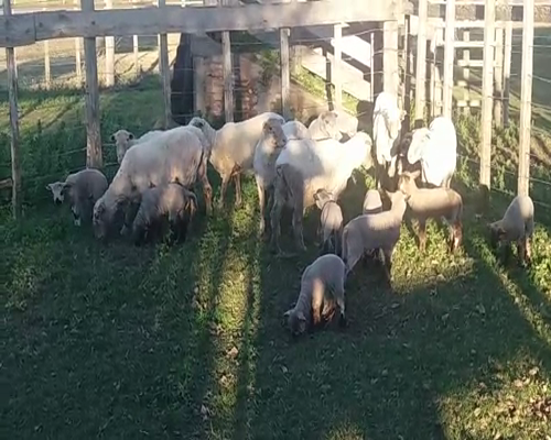 Lote (Vendido)18 Ovejas piezas de cría 8 OVEJAS IDEAL /   10 CORDEROS CARA MORA en AGRACIADA