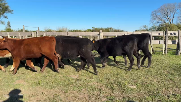 Lote NOVILLOS 1 a 2 AÑOS