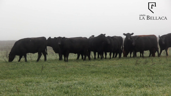 Lote VAQUILLONAS ANGUS MAS - LA BELLACA