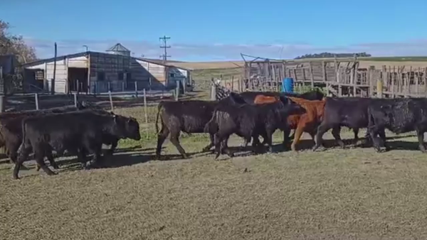 Lote 36 TERNS. MACHOS, TANDIL, PCIA. BS. AS.