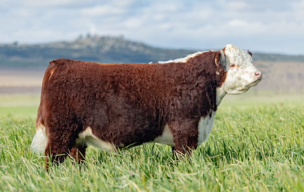 Lote ORDEN 12 TOROS PP