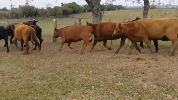 Lote VACAS