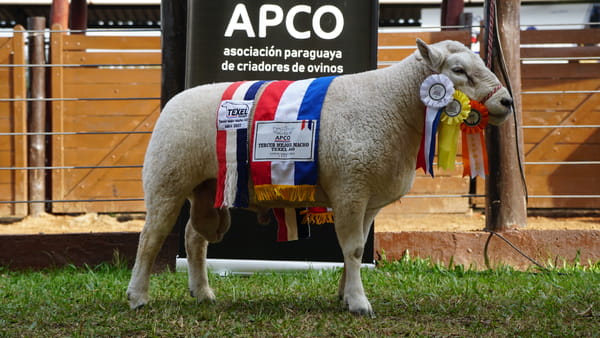 Lote Texel Expo Internacional 2022 - Lote 18
