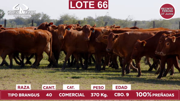 Lote Reproductores de Alborada - Lote 66