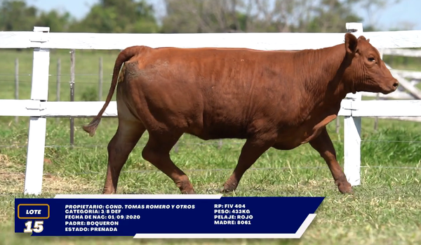 Lote LOTE 15