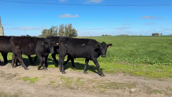 Lote NOVILLOS 1 a 2 AÑOS