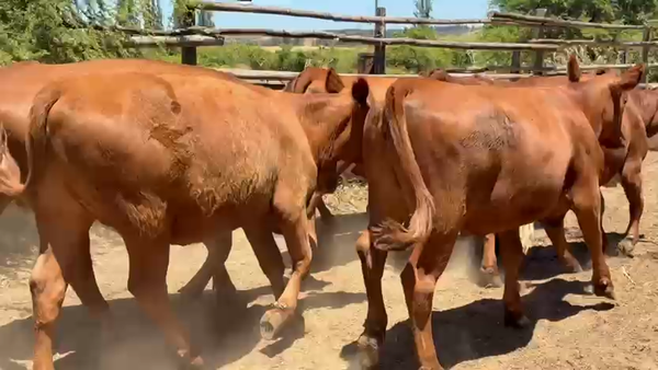 Lote 40 Vaquilla Engorda en Litueche, VI Región O-Higgins