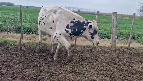 Lote Toros 500kg - , San José