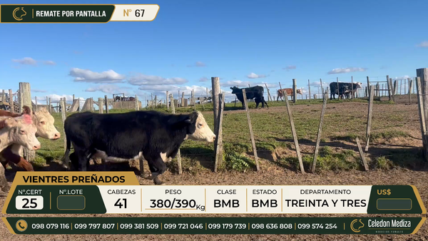 Lote 41 Vientres Preñados en Treinta y Tres