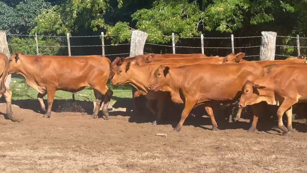 Lote 55 Vaquillonas P/ entorar en Ituzaingó, Corrientes
