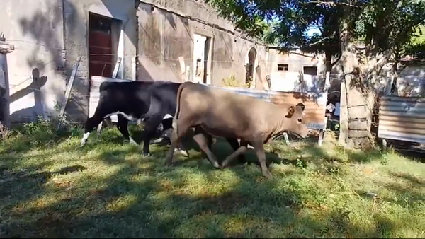 Lote (Vendido)3 Terneros HOLANDO 200kg -  en MONZON