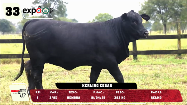 Lote LOTE 33