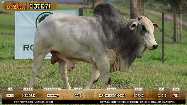 Lote LOTE 71