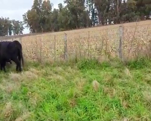 Lote 24 Vacas CUT preñadas en Tapalqué, Buenos Aires