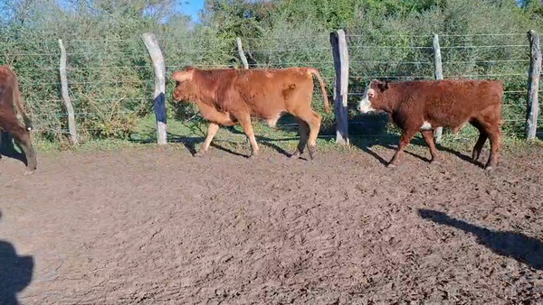 Lote 72 Terneros/as en Corrientes, Mercedes