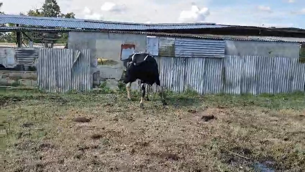 Lote Toros, San José