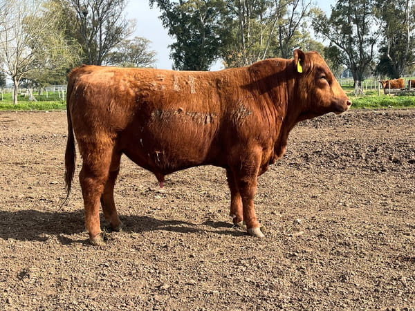 Lote TOROS PUROS CONTROLADOS