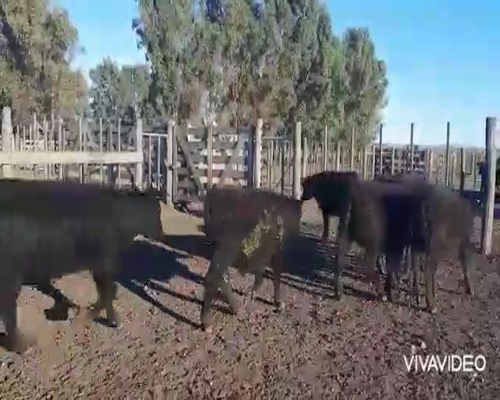 Lote 76 Terneros en Coronel Pringles, Buenos Aires