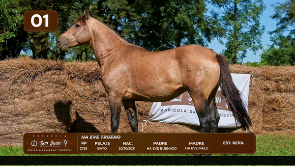 Lote LOTE 1