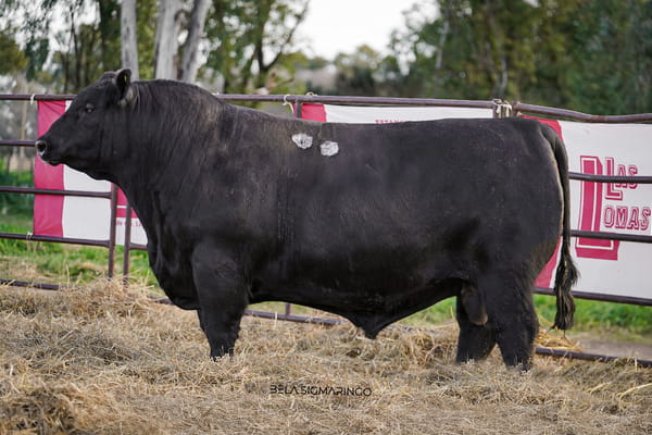 2919 — TOROS ANGUS  PP