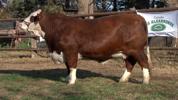 Lote VACA BRAFORD CABAÑA LOS ALGARROBOS