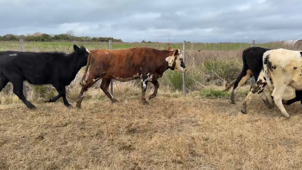 Lote VAQUILLONAS 1 a 2 AÑOS