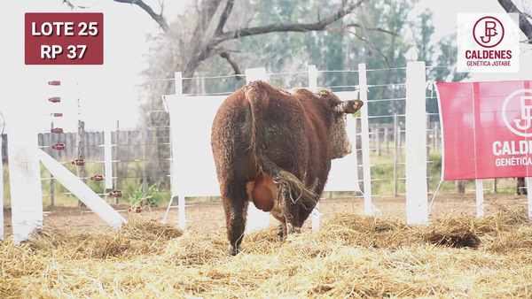 Lote Toro PR