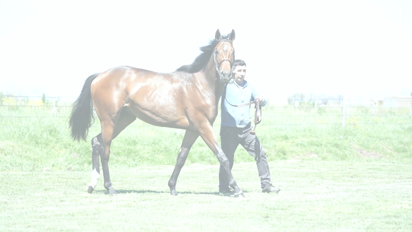 Lote MAXIMUS NIK (NICODEMUS -  MUSICAL BOX)