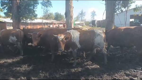 Lote 18 Novillo Gordo en Los Ángeles, VIII Región Biobío