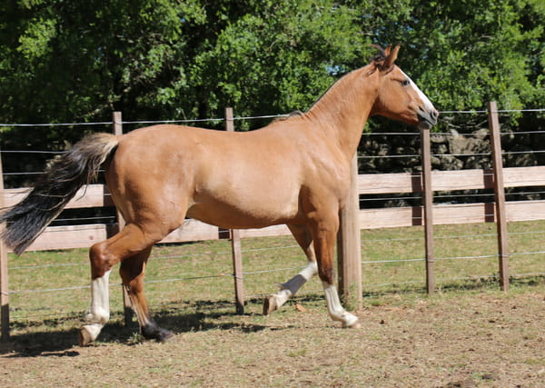 Lote AGUAS CLARAS OLEGARIO