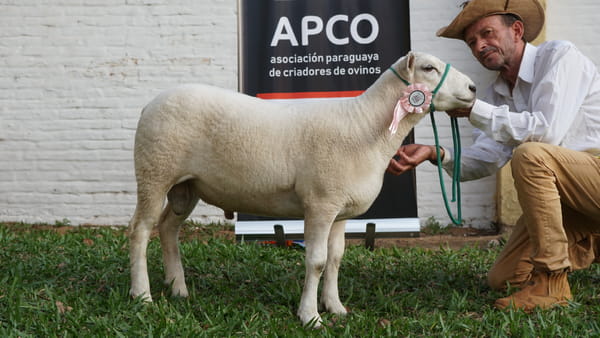Lote Texel Expo Internacional 2022 - Lote 9