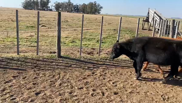 Lote 86 Vaquillonas en Pasteur