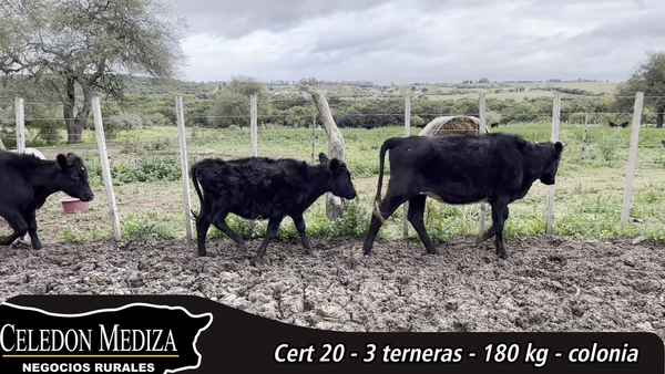 Lote 3 Terneras en Carmelo, Colonia