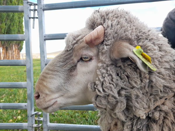 Lote Carnero TOP, 20-1253