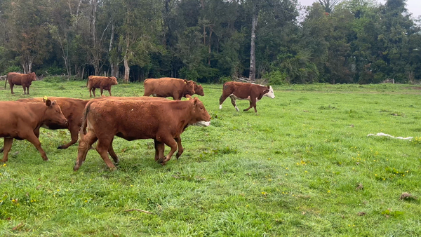 Lote 25 Vaquilla Engorda en Río Bueno, XIV Región Los Ríos