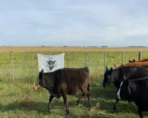 Lote 64 Vaquillonas en Balcarce, Buenos Aires