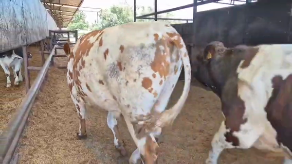 Lote 20 Novillo Gordo en Linares, VII  Región Maule