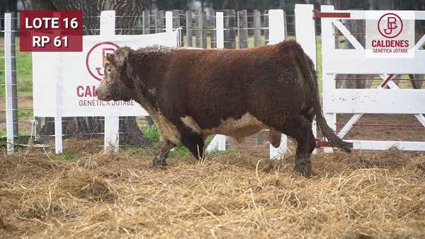 Lote Toro PR